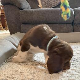 English Springer Spaniel Puppies from Timothy Naylor