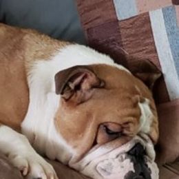 Bulldogs and French Bulldogs from KnockDown Bulldogs