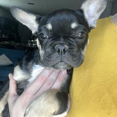 French Bulldog Puppies from Tanessa Clarkson