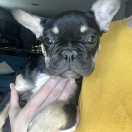 French Bulldog Puppies from Tanessa Clarkson