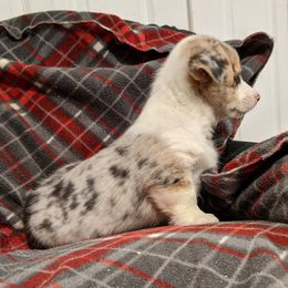 American Corgi Puppies from Bitty B Farms