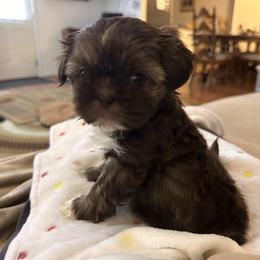Girl 1 - Liver female Shih Tzu puppy in Tennessee from Cutshall Babies