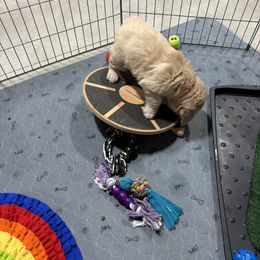 Golden Retriever Puppies from Royal Golden's