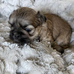 Shih Tzu Puppies from Michi Shih-Tzu