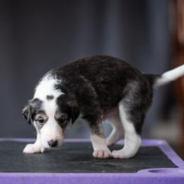 Carlos - Black and brindle male Silken Windhound puppy in Michigan from Regalant Silken Windhounds