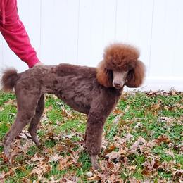 Callie - Poodle