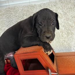 Blue Collar Male - Black and white male Great Dane puppy in Wimberley, Texas from Heart of Texas Great Danes
