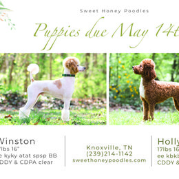 Poodle Puppies from Sweet Honey Moyen Poodles