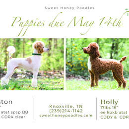 Poodle Puppies from Sweet Honey Moyen Poodles
