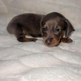 Hugh - Blue and tan male Dachshund puppy in San Diego, California from Enchantables