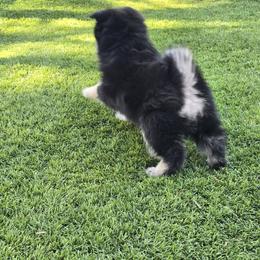 Pomeranian and Pomsky Puppies from Amazing High Desert Pomskys