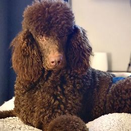 Poodles from Hillside Poodles of Middle Tennessee