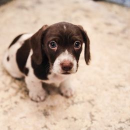 Dachshund and German Shepherd Puppies from Mountain Valley Kennel