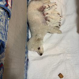 Taco - White male Bichon Frise puppy in 63101 (St. Louis Metro Area), Missouri from BichonSTL