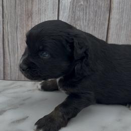 Griffin - Black male Toy Australian Shepherd puppy in Fairview, Tennessee from Hoffman Forest Acres LLC