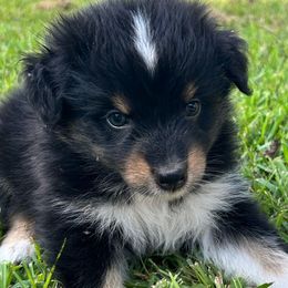 Blue - Black tri-color male Australian Shepherd puppy in Butler, Georgia from Aussies at Howling Hill Farm