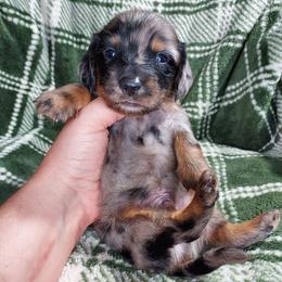 CKC NIÑO - Dapple male Dachshund puppy in Swink, Oklahoma from Palali Farm
