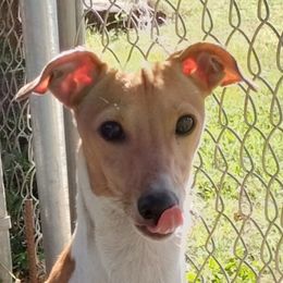 Kobe - Italian Greyhound