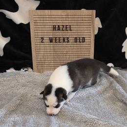 Hazel - Black and white female Siberian Husky puppy in Brunswick, Ohio from Blue Star Siberians