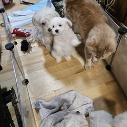 Maltese Puppies from Emotional Amor Support
