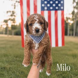 Boy 1 - Apricot male Goldendoodle puppy in Bellevue, Iowa from River Town Doodles