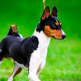 Murphy - Basenji