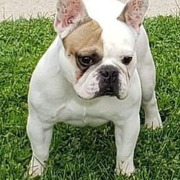 American Bulldogs and French Bulldogs from EliAna Kennels