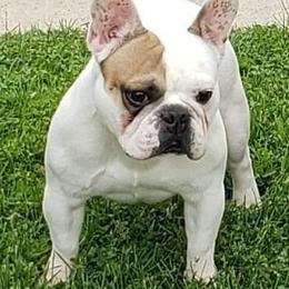 American Bulldogs and French Bulldogs from EliAna Kennels