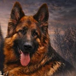 Zambia - German Shepherd