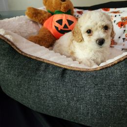 Maltipoo Puppies from Awwws-n-Pawws