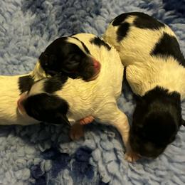 Lowchen puppies from Dragonne Lowchen