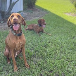 Olive - Vizsla