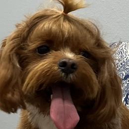 Cavapoos, Goldendoodles, and Poodles from Pearls & Curls doodles & poodles