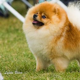 Pomeranians from Firefly Poms