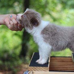 AKC Lilac Girl - Lilac female Border Collie puppy in Noble, Oklahoma from CheckItOut Border Collies