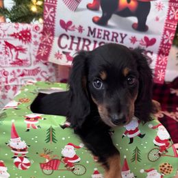 Scheana - Black and tan female Dachshund puppy in Clermont, Florida from Dachshund Dad