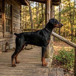 ZZ Top - Doberman Pinscher