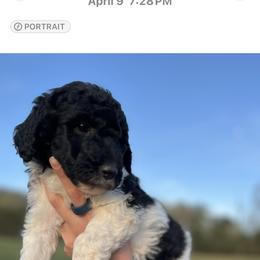 Goldendoodle Puppies from Harrington Doodles