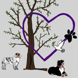 Australian Shepherds from Lovey-dovey Aussies