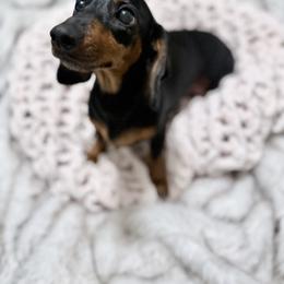 Dachshund All Grown Up from Magnolia Grace Kennels