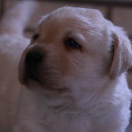 Labrador Retriever Puppies from Kyla Flora