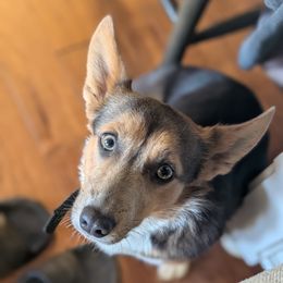 Mina - American Corgi