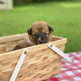 Border Collie and English Shepherd Puppies from Kefi Collie Co