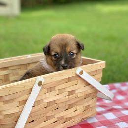Border Collie and English Shepherd Puppies from Kefi Collie Co