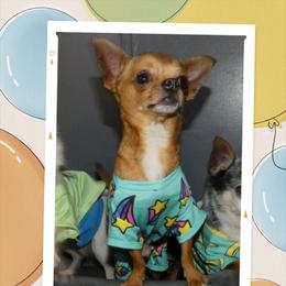Pez - Chihuahua