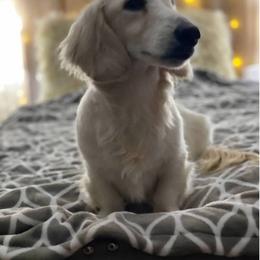 Cody - Dachshund