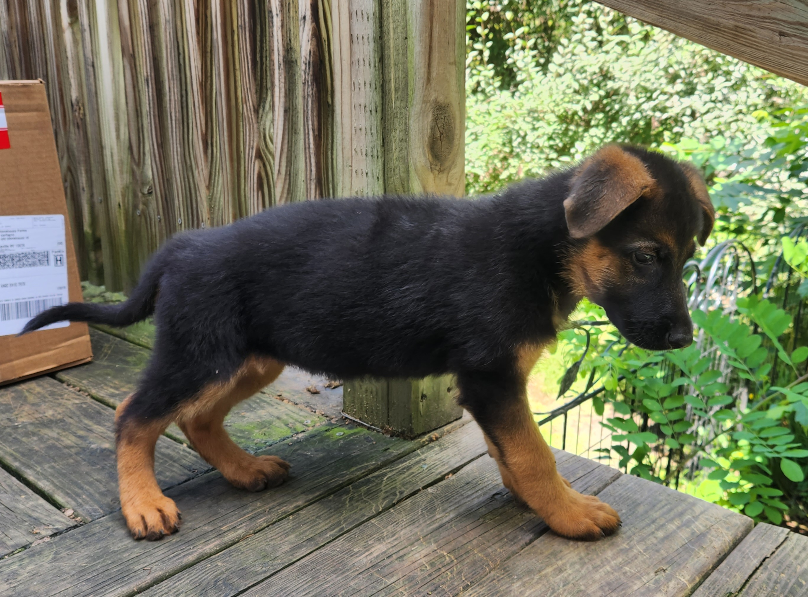 Madison (TRAINED SERVICE DOG) - German Shepherd puppy in Jamesville, New York from Mark Carfagno's Pups