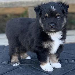 Toy Australian Shepherds from S3 Toy Aussies