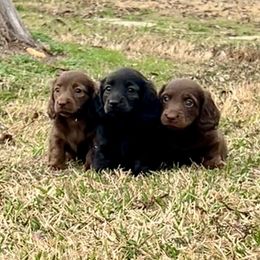 Dachshund puppies from Lovin’ Li’s Furry Sausages