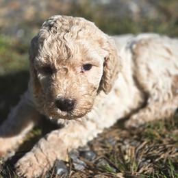 Waylon Jennings - Parti male Poodle puppy in Ten Mile, Tennessee from Bella's Beauties Moyen Poodles